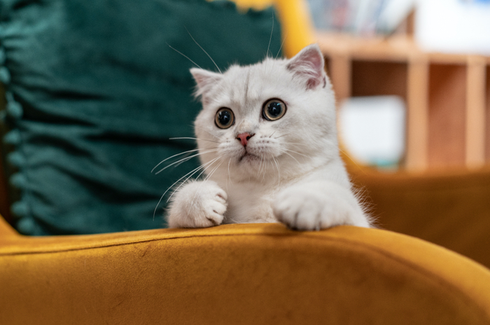 一个高速增长的赛道，一道难解的命题。