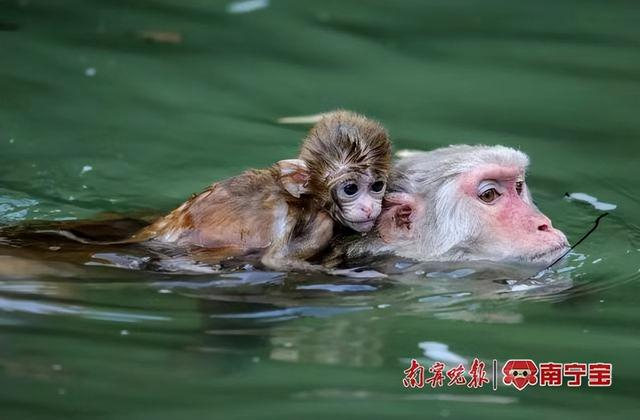 龙虎山猴子戏水（景区供图）