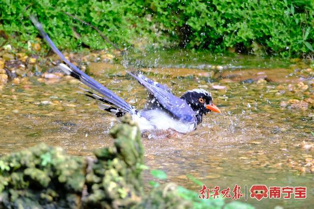 红嘴蓝鹊在洗澡