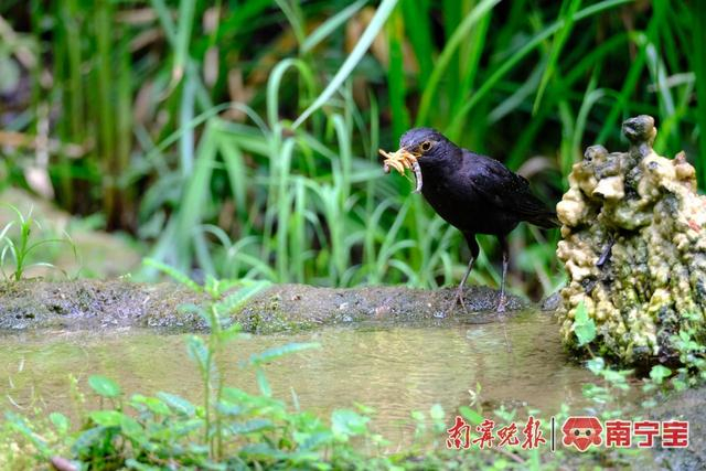 乌鸫