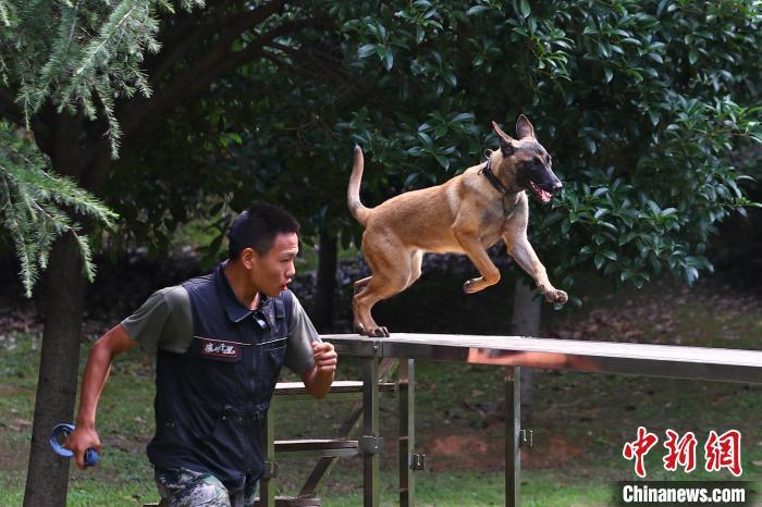 公安局警犬基地图片