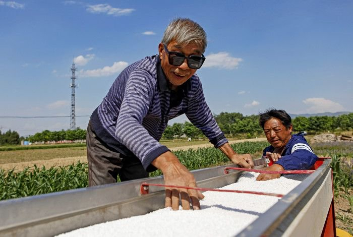 ▲加注玉米种子和配方肥料