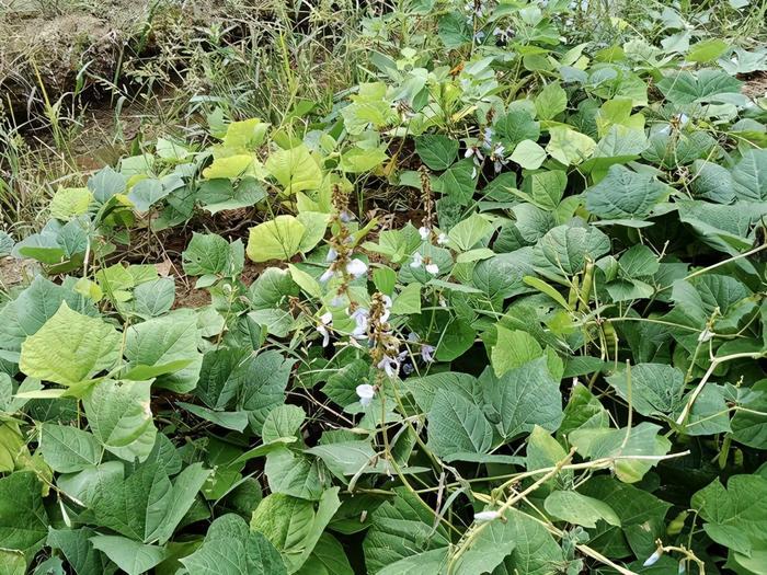 凉薯它是豆科豆薯粗壮缠绕草质藤本植物,根较粗,呈扁球形,它的茎杆