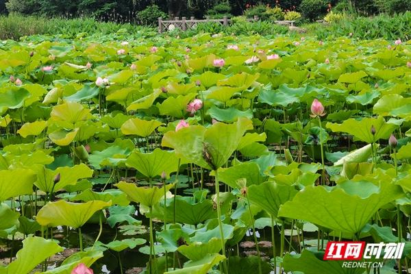 组图| 湘潭湖湘公园的荷花开了|湘潭市_新浪新闻