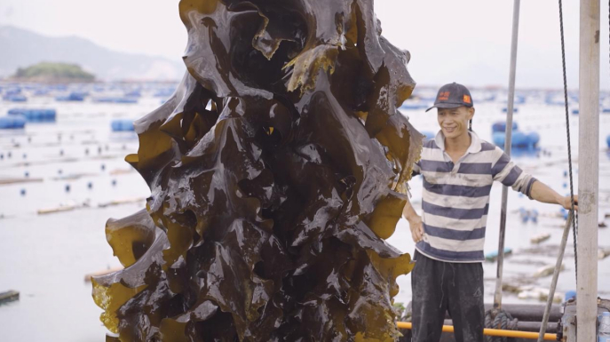 玩得了电商上得了云这里的新农人和海带一起生长