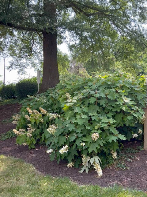 大树下的一丛栎叶绣球,随意盛放__财经头条