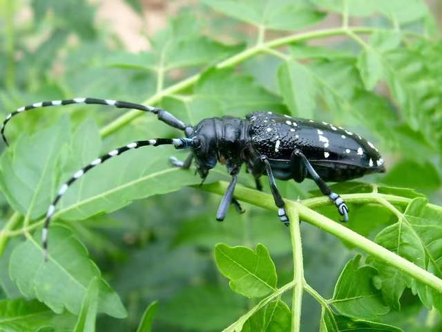 第二种,蓝金花天牛可如今,在农村很少见到蝗虫的身影,到底是天气造成