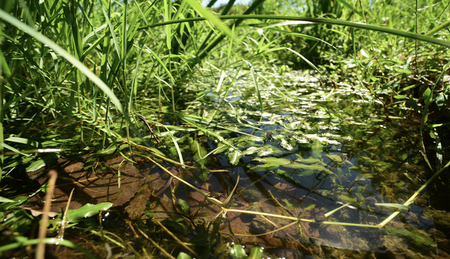 自然流动的小溪。郭陶然 图