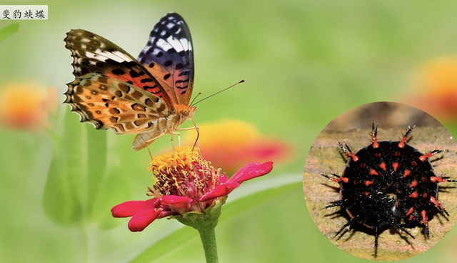 城市荒野的资料图。