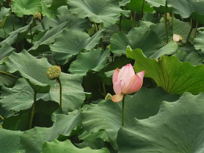 重慶市沐仙湖溼地公園讓人心曠神怡清風徐來,花香撲鼻朵朵荷花,片片