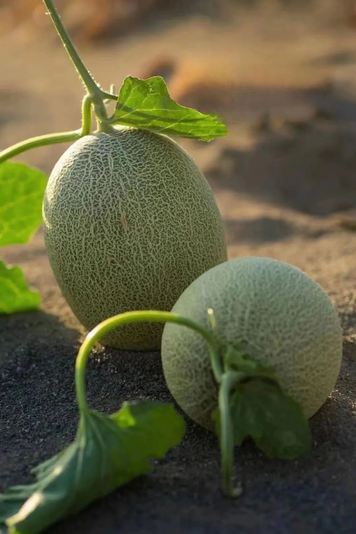 新疆火焰山下的哈密瓜来了一藤一瓜种植脆爽水润甘甜如蜜