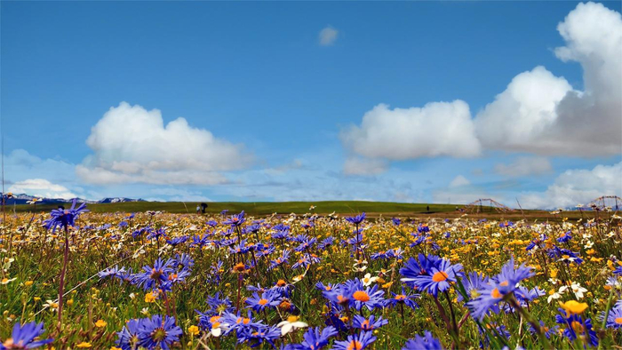 微腾花内蒙古草原记忆