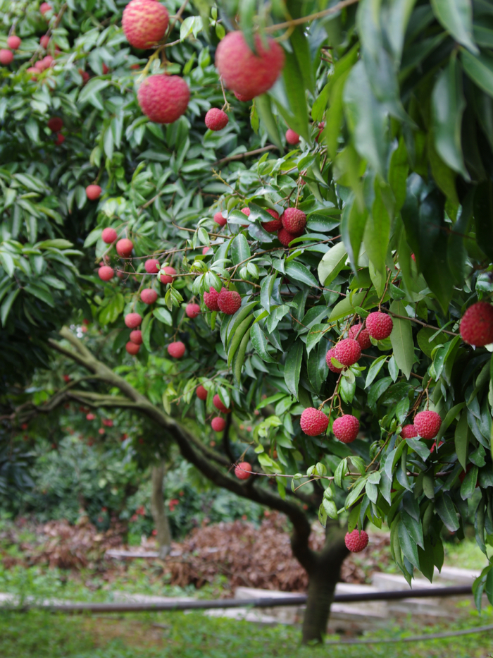 荔枝|糯米糍|厚街镇_新浪新闻