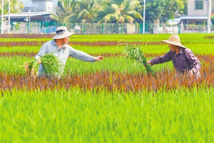 工作人员在三亚市崖州区国家现代农业产业园区内劳作。海南日报记者 王程龙 摄
