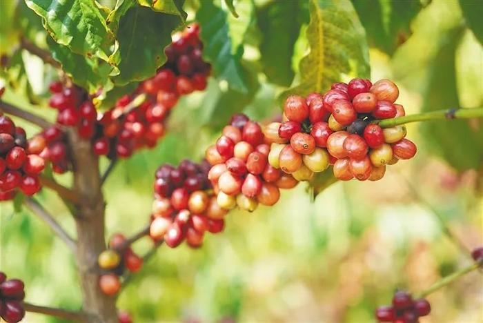 在琼中黎族苗族自治县黎母山镇，成熟的罗布斯塔咖啡鲜果。 海南日报记者 邓钰 摄