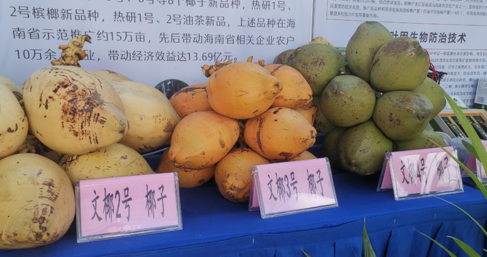 文椰系列椰子新品种（资料图）。来源：海南发布