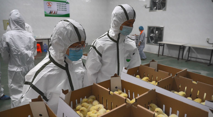 北京海关所属平谷海关关员对我国自主培育的出口种禽实施现场监管。