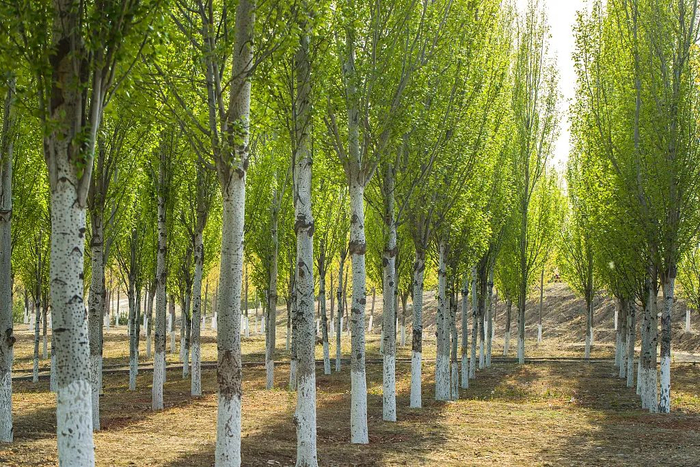 自然漫天飞絮遭嫌弃为啥还要种杨树