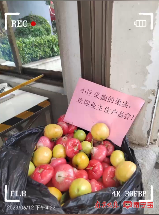 物业统一采摘果树果实让居民品尝（业主微信群图）