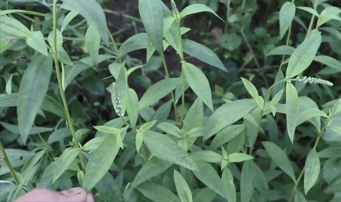 民间草药红根草,因其地下根茎红色而得名,当地有人管它叫排湿草