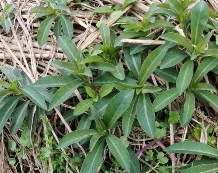 民间草药红根草,因其地下根茎红色而得名,当地有人管它叫排湿草