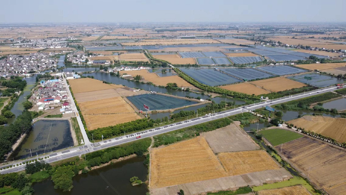 江苏兴化周庄镇,成熟的麦田,纵横的河道和绿树掩映的村庄,形成了特别