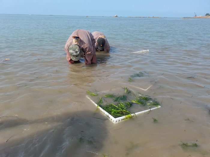 工作人员正在种植海草。王延斌 摄