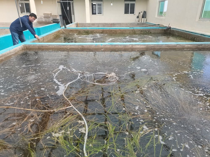 在实验室里栽培的海草。王延斌 摄