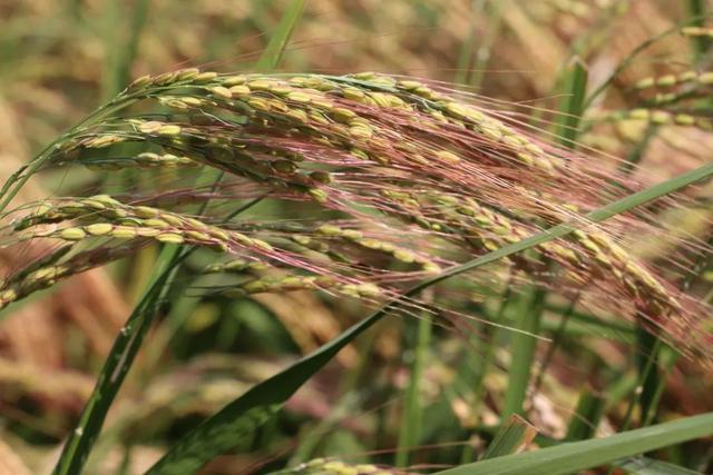 明水大红芒香稻。