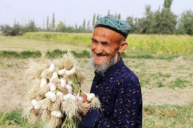 新疆且末香蒜为农民带来丰收的喜悦。