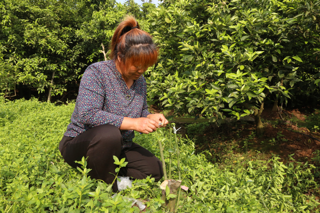 国家柑橘资源圃内，田间管理人员在管护金柑母树资源。