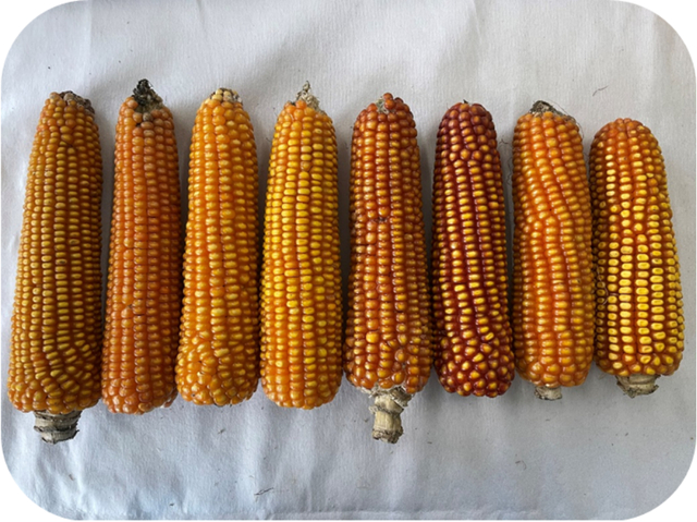 龙水梯老黄玉米。
