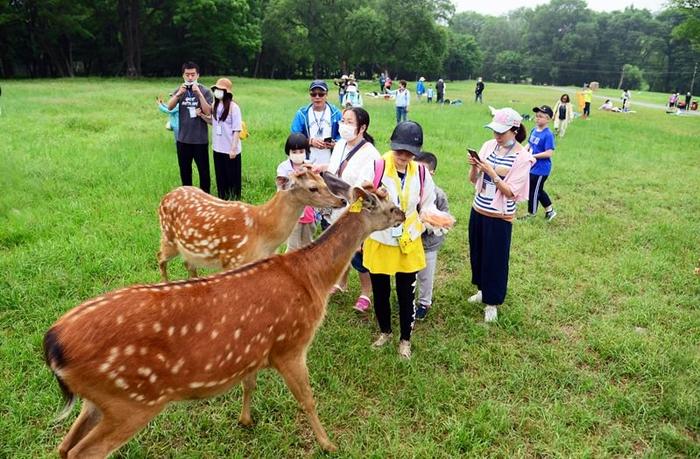 端午假期,到森工平山皇家鹿苑这样玩超实惠!|哈尔滨市_新浪新闻