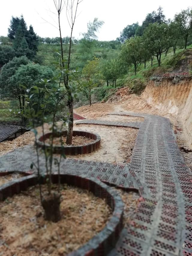 在福建省尤溪县红牌村，现存的2棵树龄超过150年的金柑母树长势已十分衰弱。