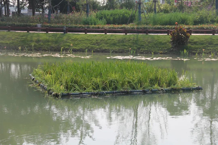 图说：松江区石湖荡镇东三河，生态浮床。本报记者 杨洁 摄