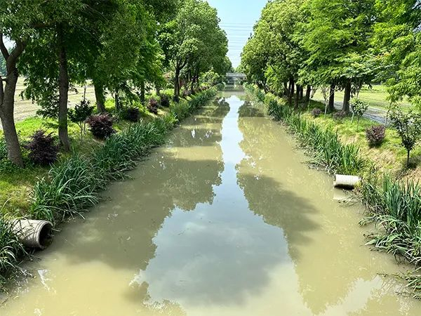 图说：松江区新浜镇杨叶文河。本报记者 杨洁 摄