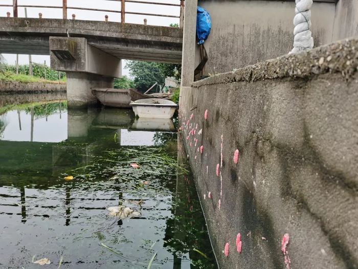 图说：青浦区河道内的福寿螺卵块。本报记者 李一能 摄