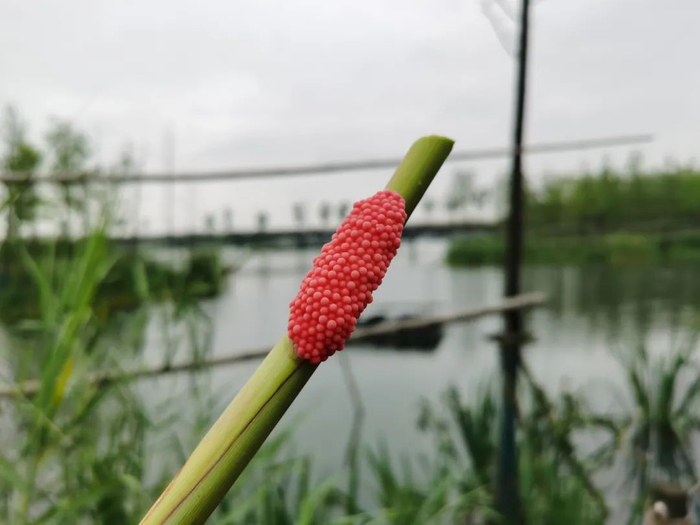 图说：元荡湖边福寿螺卵块。本报记者 李一能 摄