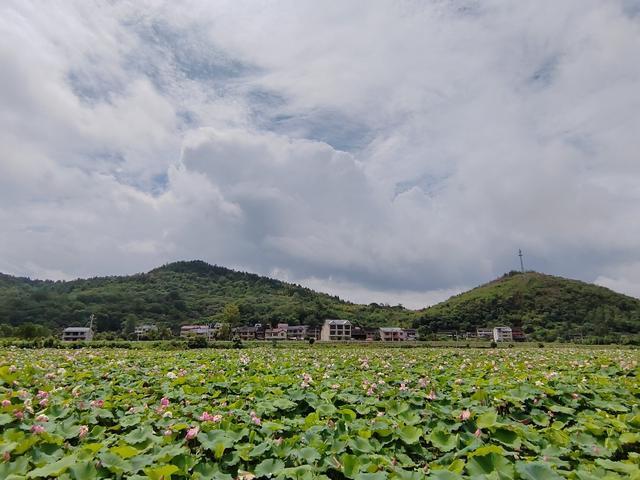 盛夏六月,走進靖州縣藕團鄉藕團村瓦窯團寨,庭院裡乾乾淨淨,道路上整