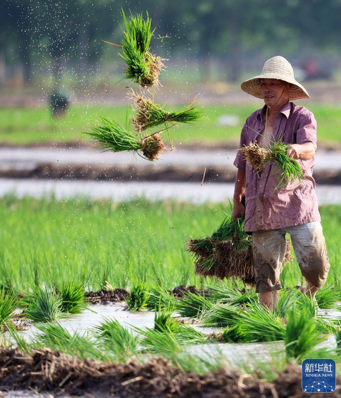 夏至前的田野|农民|新华社|无人机_新浪新闻