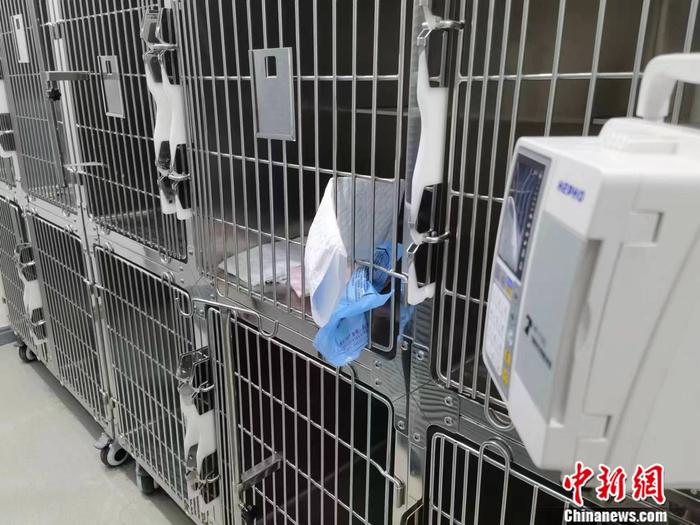 北京西城区一家宠物医院的“病房”。彭婧如 摄