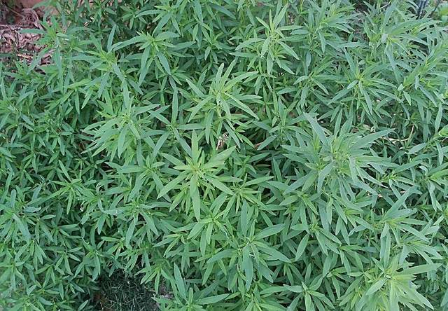 农村种来做扫帚的地肤,可以当菜吃,还是一味中药材,人称止痒草|地肤