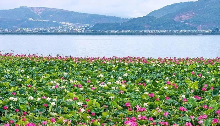 坝心——四季"不打烊"|湿地_新浪新闻