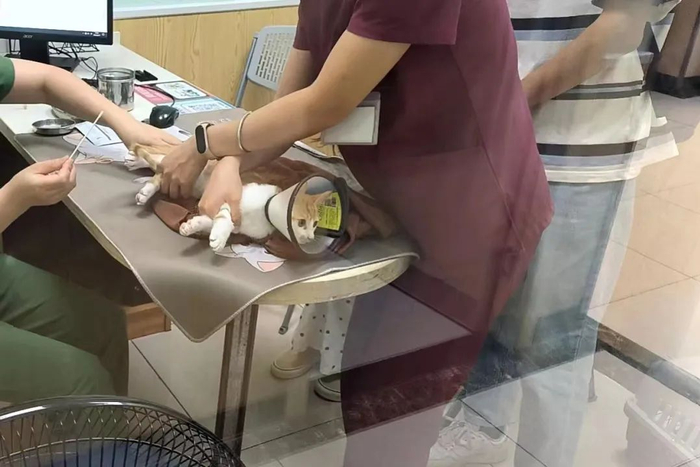 宠物正在医院内接受治疗。受访者供图。