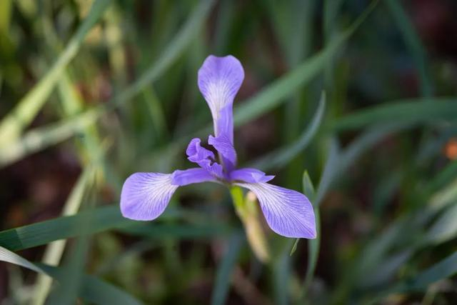 千年不死草大唐诗人王之涣当时受到宰相张九龄的赏识,被擢拔到衡水县