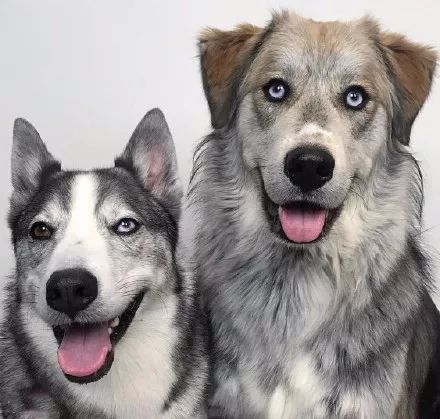 哈士奇和金毛的混血,没想到可以长的这么帅气,厉害了!