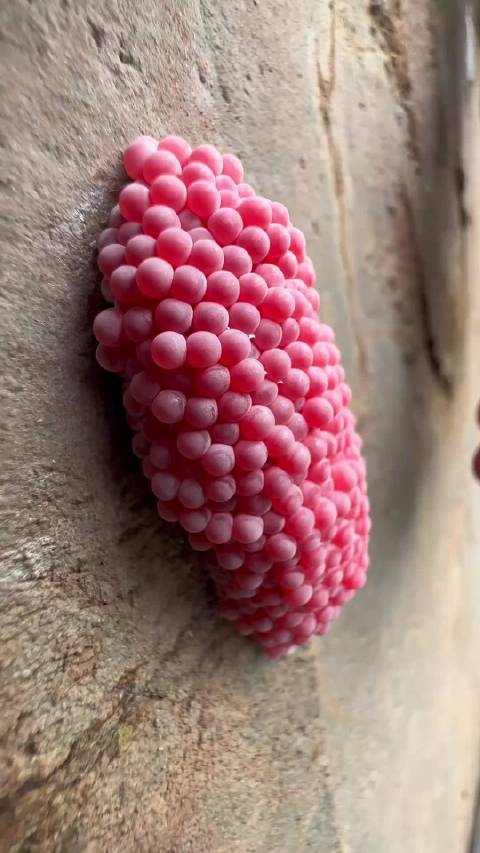 河蚌压碎福寿螺卵!