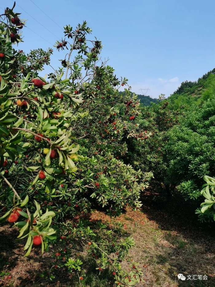 这是我到过最好的杨梅山 | 陈成益