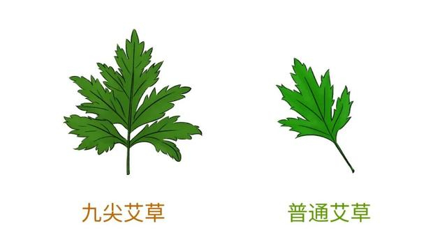 养生一定要知道的:艾草的采摘用法攻略|艾叶_新浪新闻