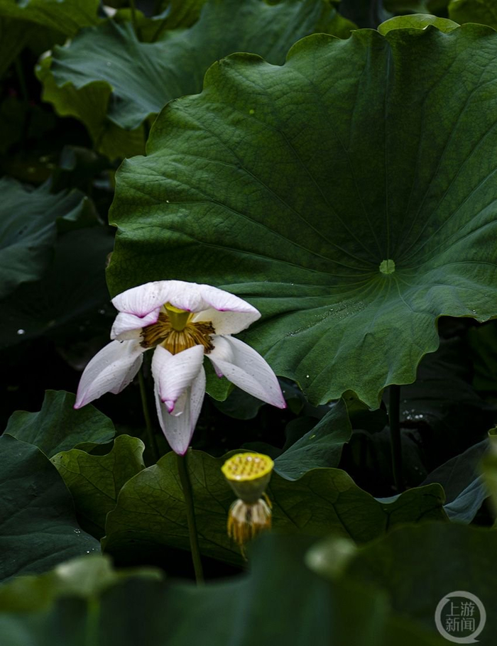 "盛夏"(119) | 上游主题摄影征稿作品展——蒋忠明作品|摄影_新浪新闻